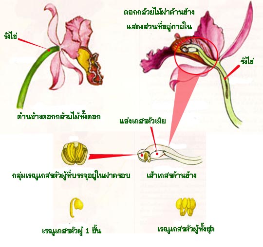 Orchid-Anther.jpg